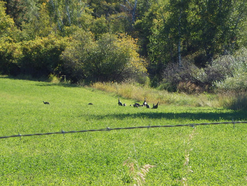 A gaggle of Turkeys.